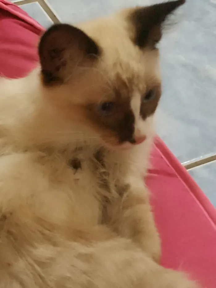 Gato raça Siamês idade 2 a 6 meses nome Albert Einstein 