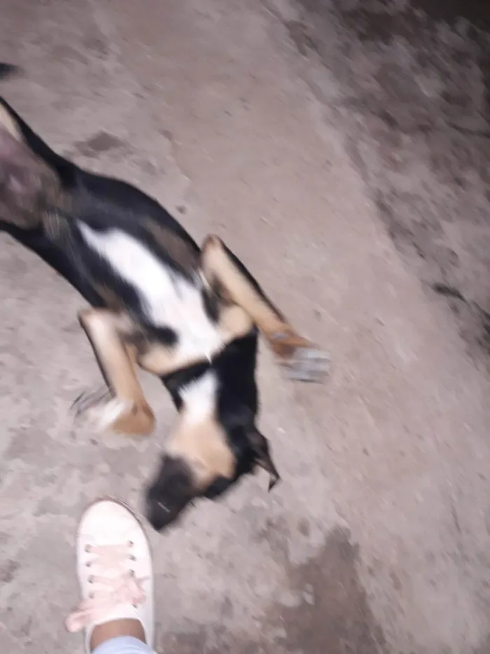 Cachorro ra a SRD-ViraLata idade 7 a 11 meses nome Preto