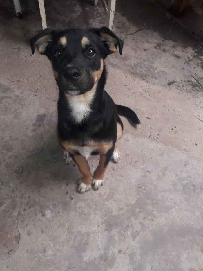 Cachorro ra a SRD-ViraLata idade 7 a 11 meses nome Preto