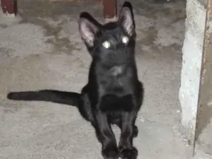 Gato raça  idade  nome Negão 