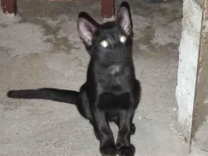Gato ra a  idade  nome Negão 