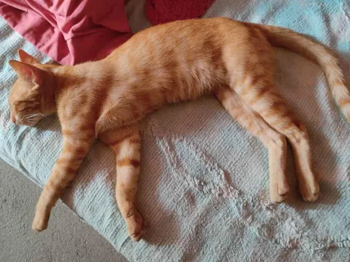 Gato ra a  idade 7 a 11 meses nome Não tem 