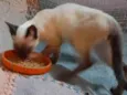 Simba