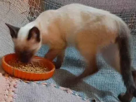 Gato raça Siamês mestiçado idade 2 a 6 meses nome Simba