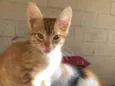 Simba
