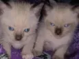 Jorginho e boby