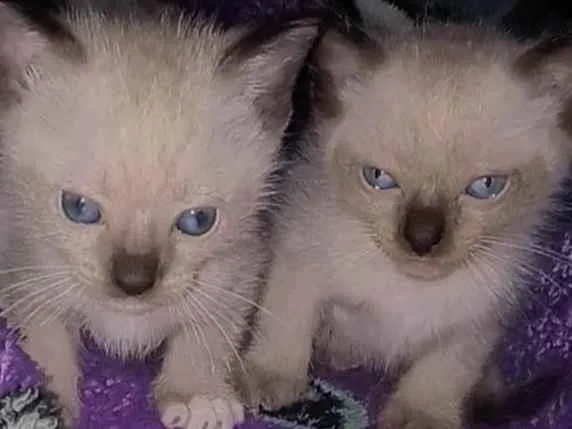 Gato ra a Siamês idade Abaixo de 2 meses nome Jorginho e boby