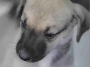 Cachorro raça Mestico  idade 2 a 6 meses nome Mike 