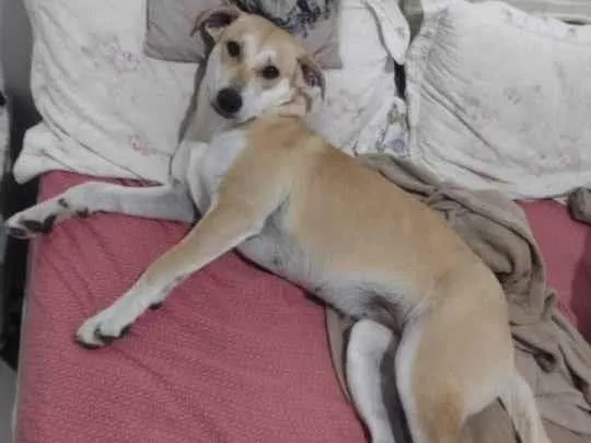 Cachorro ra a SRD-ViraLata idade 2 a 6 meses nome Belinha