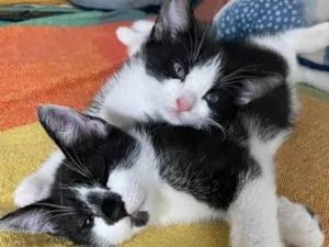 Gato raça SRD idade 2 a 6 meses nome Stuart e Sherlock