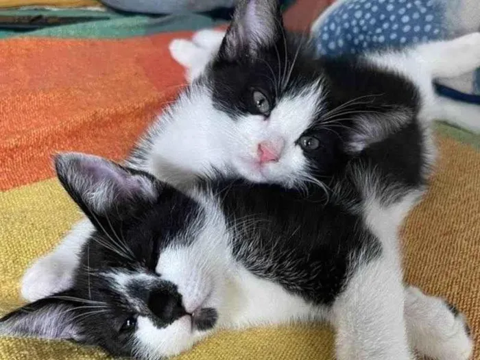 Gato ra a SRD idade 2 a 6 meses nome Stuart e Sherlock