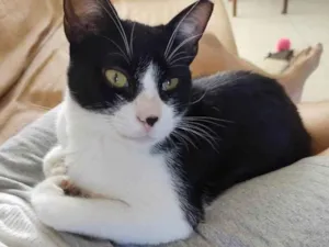 Gato raça SRD idade 1 ano nome Merlin