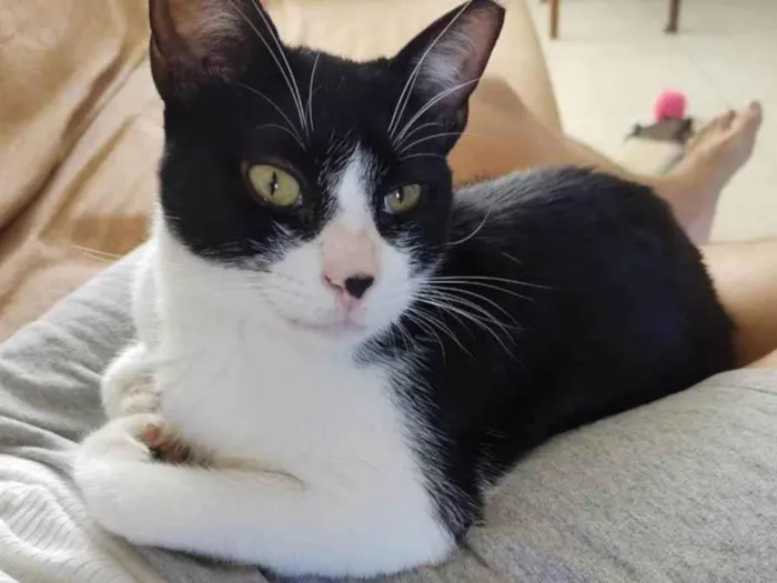 Gato ra a SRD idade 1 ano nome Merlin