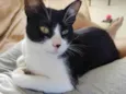 Merlin