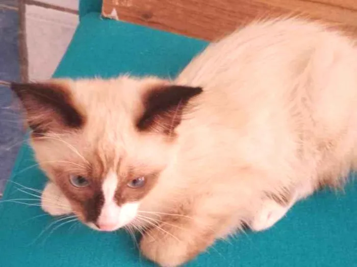 Gato raça Siamês idade 2 a 6 meses nome Albert Einstein 