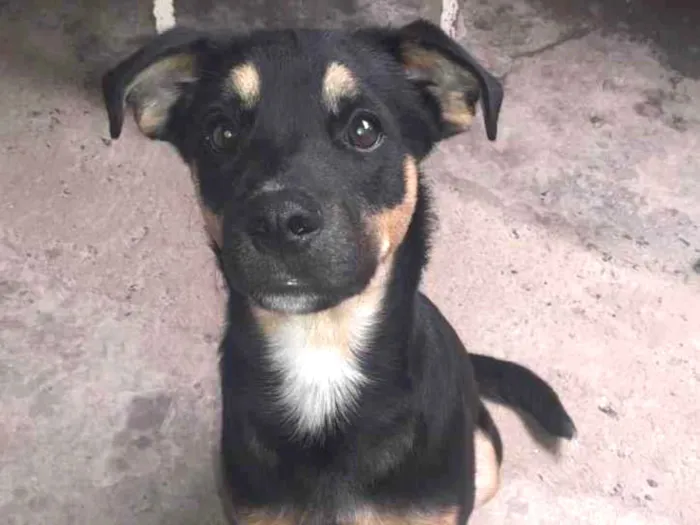 Cachorro ra a SRD-ViraLata idade 7 a 11 meses nome Preto