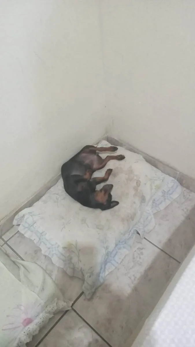 Cachorro ra a Pinscher idade 2 a 6 meses nome Mariola 