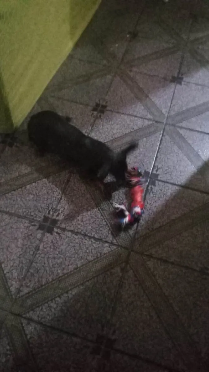 Cachorro ra a Pinscher idade 2 a 6 meses nome Mariola 