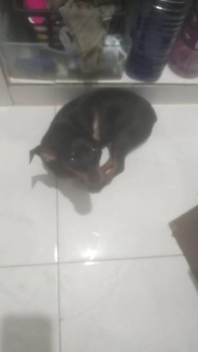 Cachorro ra a Pinscher idade 2 a 6 meses nome Mariola 