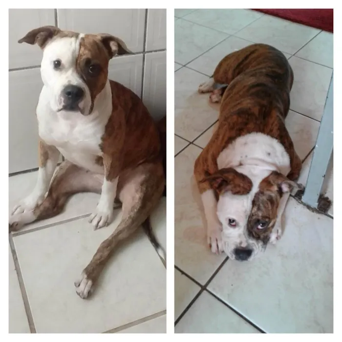 Cachorro raça SRD/Pitbull idade 3 anos nome Alice