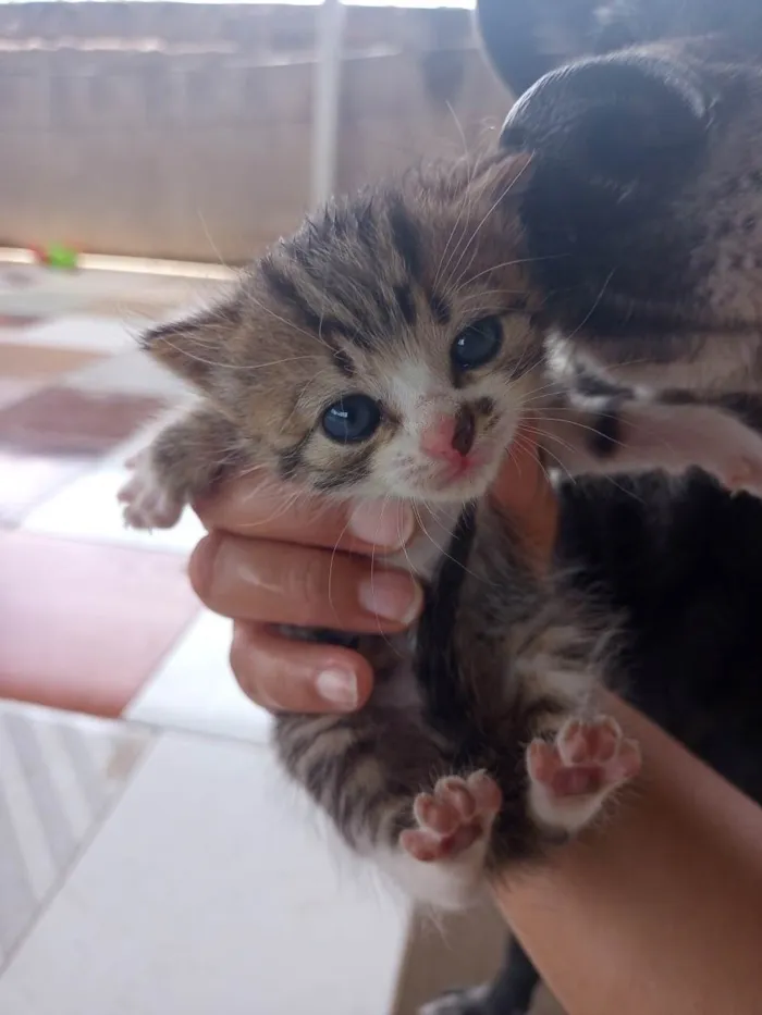 Gato raça  idade Abaixo de 2 meses nome Sem nome 