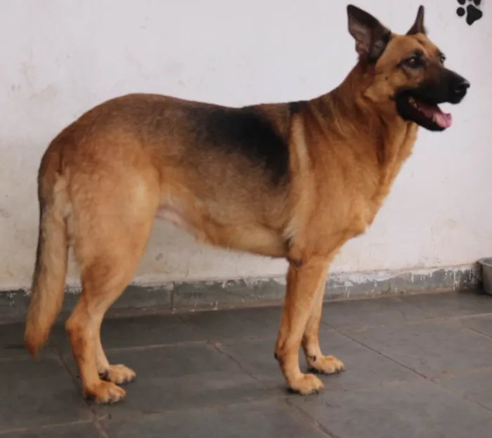 Cachorro ra a SRD-ViraLata / Pastor Alemão  idade 3 anos nome Pandora
