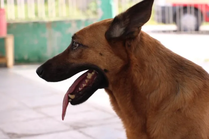Cachorro ra a SRD-ViraLata / Pastor Alemão  idade 3 anos nome Pandora