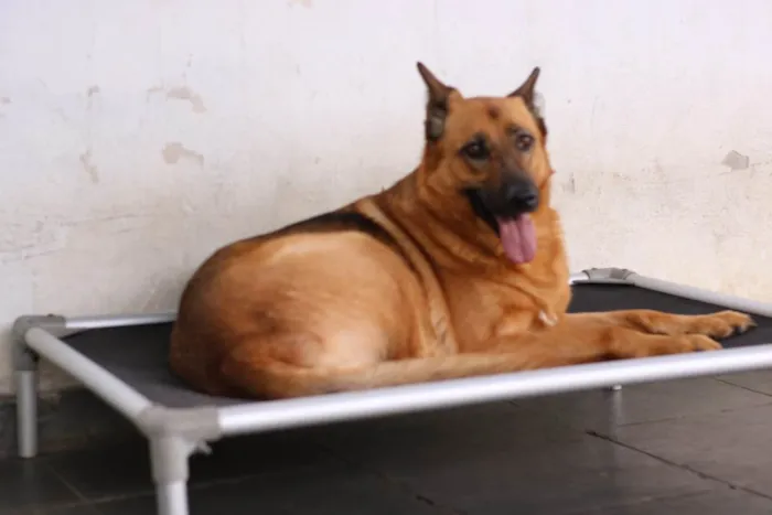Cachorro ra a SRD-ViraLata / Pastor Alemão  idade 3 anos nome Pandora
