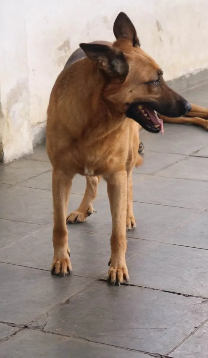 Cachorro ra a SRD-ViraLata / Pastor Alemão  idade 3 anos nome Pandora