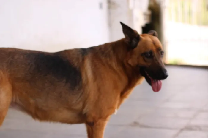 Cachorro ra a SRD-ViraLata / Pastor Alemão  idade 3 anos nome Pandora