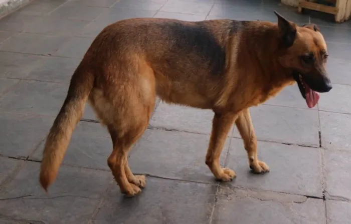 Cachorro ra a SRD-ViraLata / Pastor Alemão  idade 3 anos nome Pandora