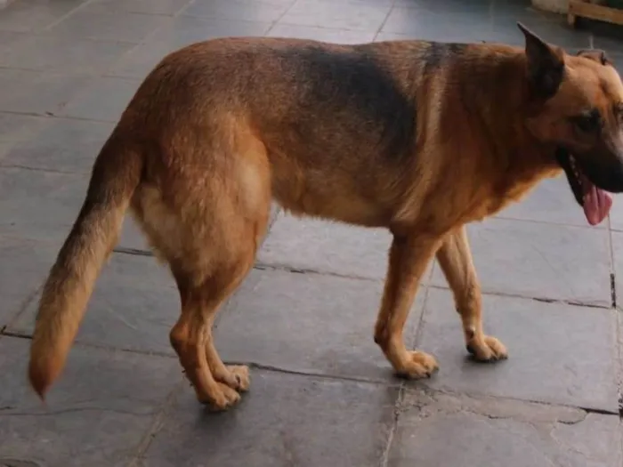 Cachorro ra a SRD-ViraLata / Pastor Alemão  idade 3 anos nome Pandora