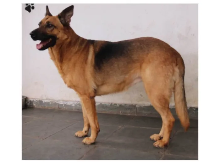 Cachorro ra a SRD-ViraLata / Pastor Alemão  idade 3 anos nome Pandora