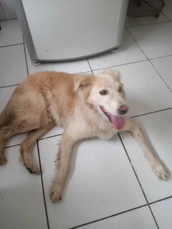 Cachorro raça Golden Retriever  idade 5 anos nome Não sei 