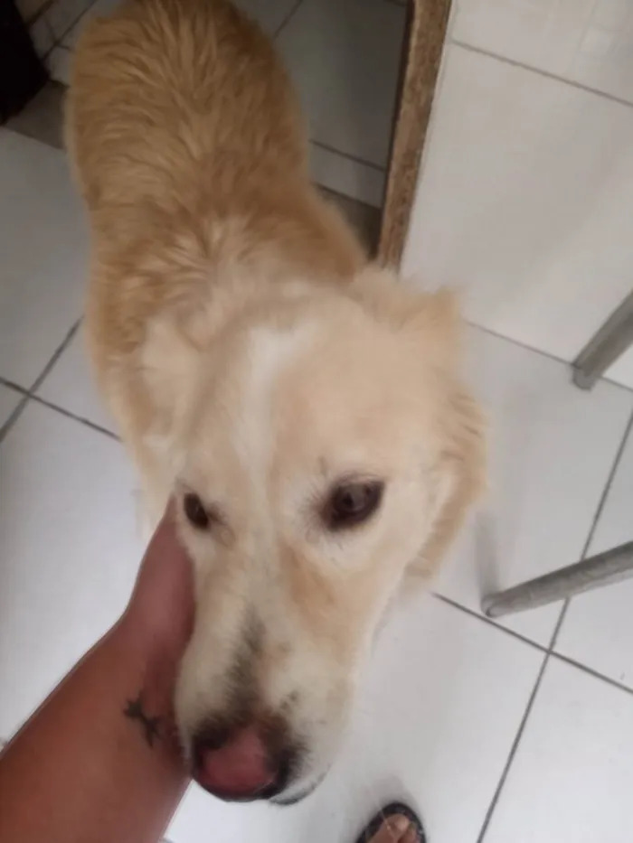 Cachorro raça Golden Retriever  idade 5 anos nome Não sei 