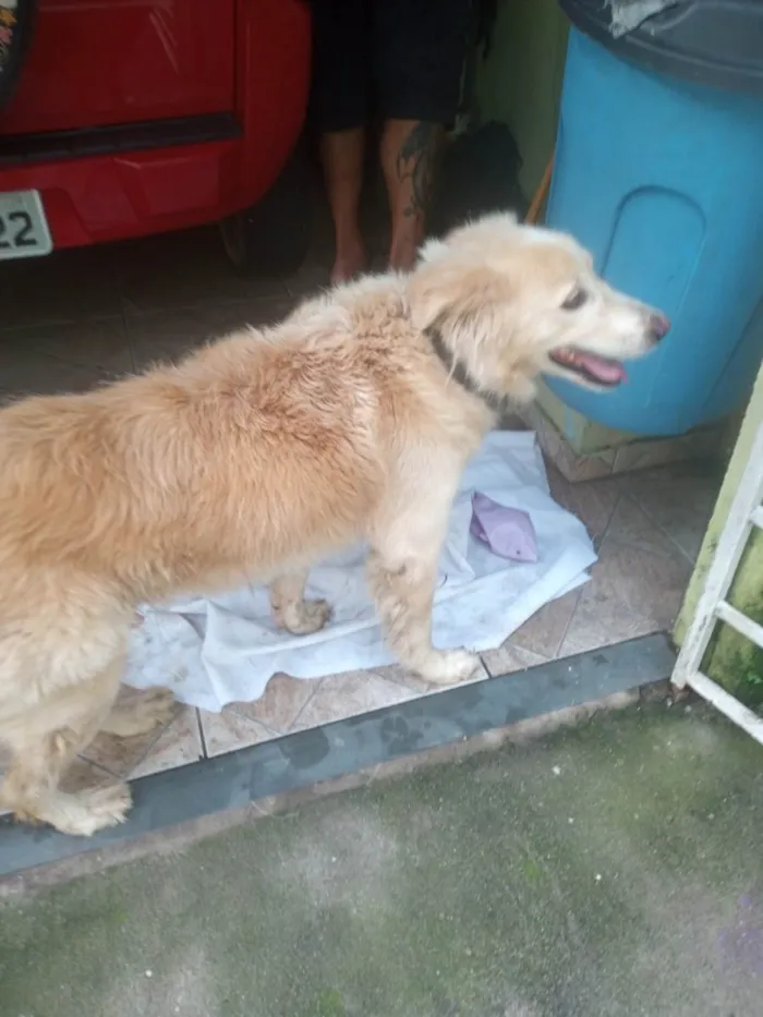 Cachorro raça Golden Retriever  idade 5 anos nome Não sei 