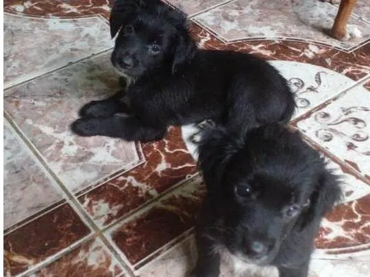 Cachorro ra a  idade Abaixo de 2 meses nome Sem nome