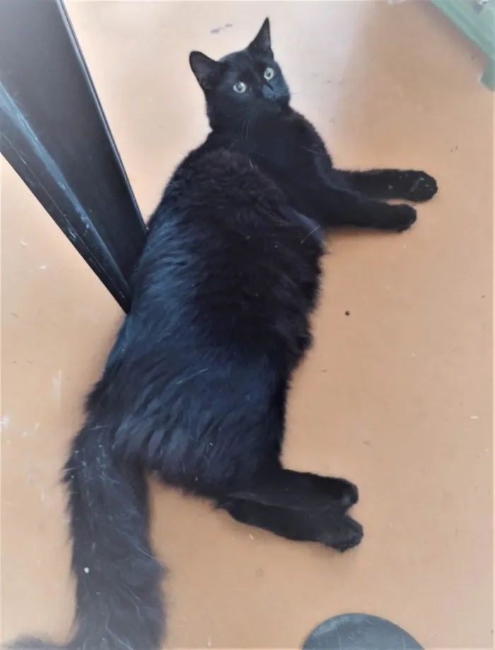Gato ra a SRD idade 1 ano nome Enzo