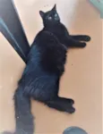 Enzo