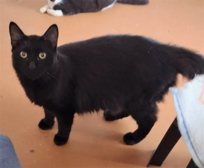 Gato ra a SRD idade 1 ano nome Enzo