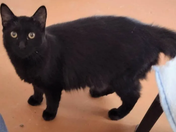 Gato ra a SRD idade 1 ano nome Enzo