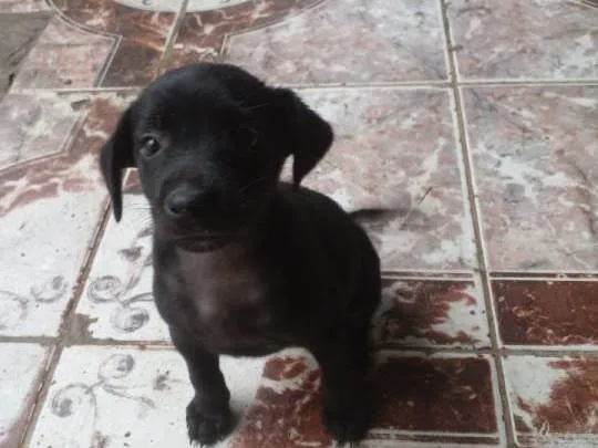 Cachorro ra a  idade Abaixo de 2 meses nome Sem nome