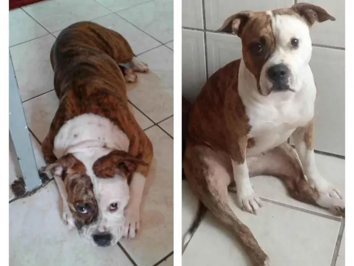Cachorro raça SRD/Pitbull idade 3 anos nome Alice