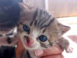 Gato raça  idade Abaixo de 2 meses nome Sem nome 