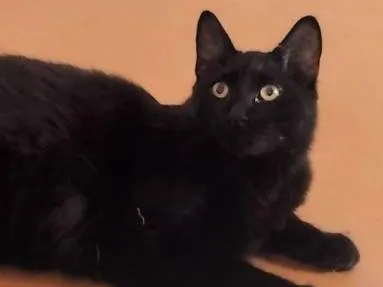 Gato ra a SRD idade 1 ano nome Enzo