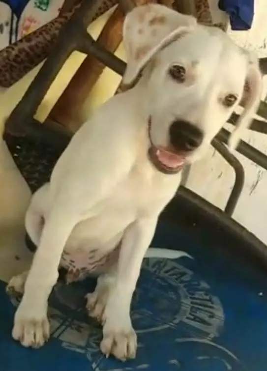Cachorro ra a SRD-ViraLata idade 2 a 6 meses nome BEBÊ