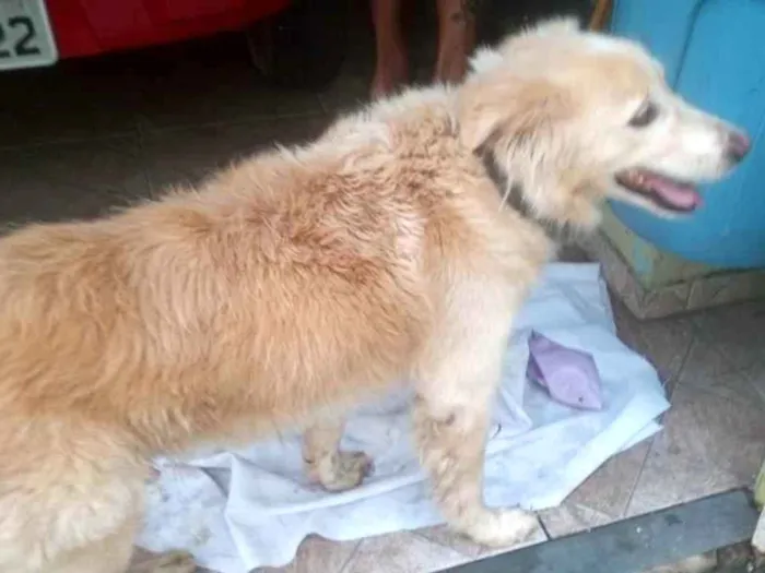 Cachorro raça Golden Retriever  idade 5 anos nome Não sei 