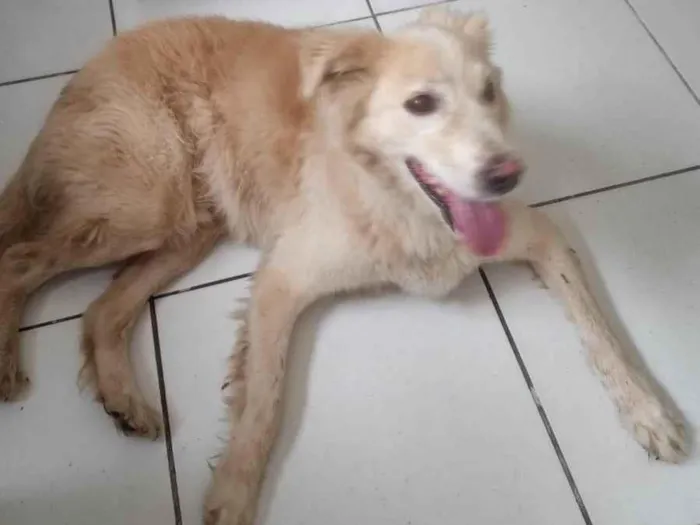 Cachorro raça Golden Retriever  idade 5 anos nome Não sei 
