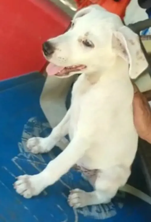 Cachorro ra a SRD-ViraLata idade 2 a 6 meses nome BEBÊ