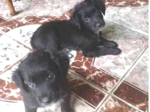 Cachorro raça  idade Abaixo de 2 meses nome Sem nome